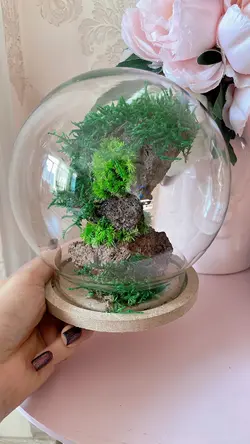 تراریوم درخچه جاودان