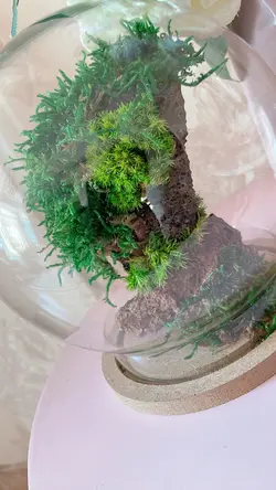 تراریوم درخچه جاودان