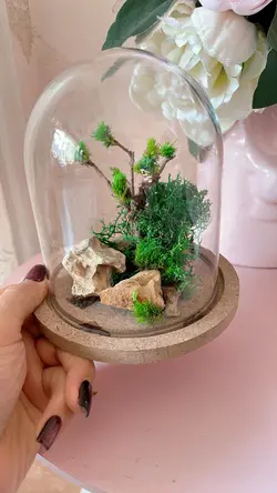 تراریوم درخچه جاودان