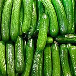 بذر خیار قشم - سلدا بذر