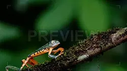 A Frog Climbs A Tree