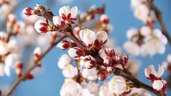 دانلود فوتیج شکوفه گل زردآلو Apricot Branch With Flowers Blossoming