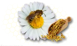 بی پولن (گرده زنبور عسل) | Bee Pollen