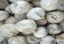 موسیر درجه یک ضمانتی تازه