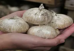 موسیر درجه یک ضمانتی تازه