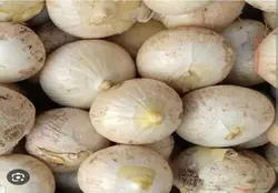 موسیر درجه یک ضمانتی تازه