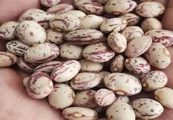 لوبیا چیتی خمین فله