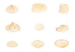 موسیر خشک برند احمد درجه یک صادراتی ممتاز 200 گرمی