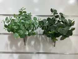 بوته برگ اکالیپتوس