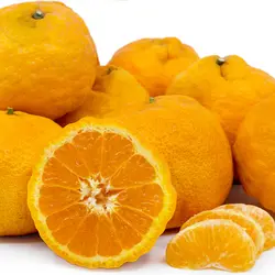 نهال نارنگی ژاپنی