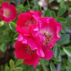 گل نسترن رونده سرخابی