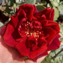 گل رز رونده معطر