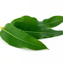 نهال اکالیپتوس