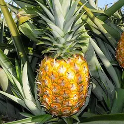 نهال آناناس طلایی ( گلدن سوییت ) – آناناس MD2