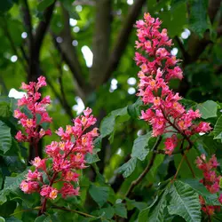 نهال شاه بلوط قرمز