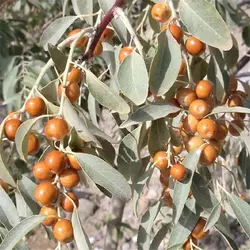 نهال سنجد