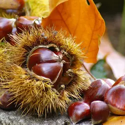 نهال شاه بلوط شیرین