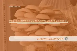 آموزش مجازی پرورش دهنده قارچ صدفی | آموزش مجازی | مدرک معتبر | ایباما: IranElearn.com