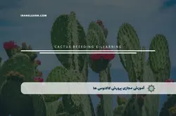 آموزش مجازی پرورش کاکتوس ها | آموزش مجازی | مدرک معتبر | ایباما: IranElearn.com