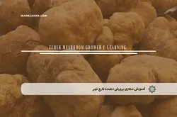 آموزش مجازی پرورش دهنده قارچ توبر | آموزش مجازی | مدرک معتبر | ایباما: IranElearn.com