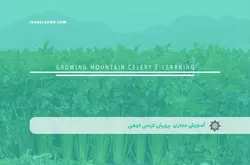 آموزش مجازی پرورش کرفس کوهی | آموزش مجازی | مدرک معتبر | ایباما: IranElearn.com