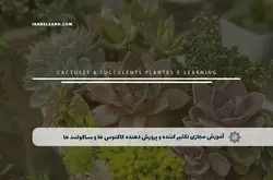 آموزش مجازی تکثیر کننده و پرورش دهنده کاکتوس ها و ساکولنت ها | آموزش مجازی | مدرک معتبر | ایباما: IranElearn.com