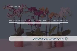 آموزش مجازی تکثیر و پرورش گل های آپارتمانی | آموزش مجازی | مدرک معتبر | ایباما: IranElearn.com