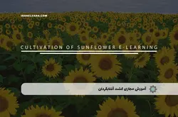 آموزش مجازی کشت آفتابگردان | آموزش مجازی | مدرک معتبر | ایباما: IranElearn.com