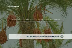 آموزش مجازی مبارزه با آفات و درخت بيماري هاي خرما | آموزش مجازی | مدرک معتبر | ایباما: IranElearn.com