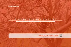 آموزش مجازی هرس گیاه بادام | آموزش مجازی | مدرک معتبر | ایباما: IranElearn.com