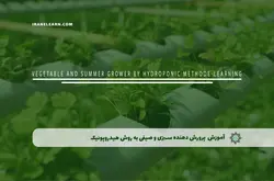 آموزش مجازی پرورش دهنده سبزی و صیفی به روش هیدروپونیک | آموزش مجازی | مدرک معتبر | ایباما: IranElearn.com