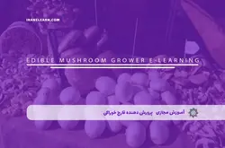 آموزش مجازی پرورش دهنده قارچ خوراکی | آموزش مجازی | مدرک معتبر | ایباما: IranElearn.com