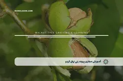 آموزش مجازی پیوند زنی نهال گردو | آموزش مجازی | مدرک معتبر | ایباما: IranElearn.com