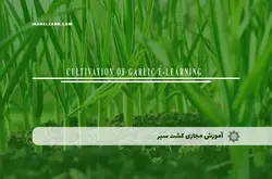 آموزش مجازی کشت سیر | آموزش مجازی | مدرک معتبر | ایباما: IranElearn.com