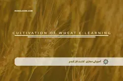 آموزش مجازی کشت کار گندم | آموزش مجازی | مدرک معتبر | ایباما: IranElearn.com