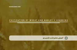 آموزش مجازی کشت گندم و جو | آموزش مجازی | مدرک معتبر | ایباما: IranElearn.com