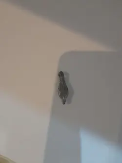 سرب اشکی یک چهارم ۷ گرم