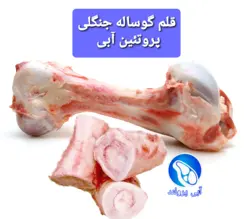 قلم گوساله جنگلی