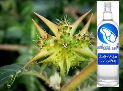 عرق خارخاسک