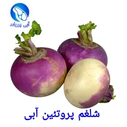 شلغم