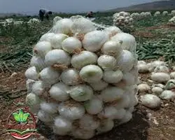 پیاز سفیدVIP