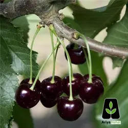 گیلاس تک دانه مشهدی