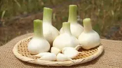 سیر تازه شمال