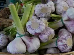 سیر تازه شمال