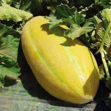 خربزه مشهدی