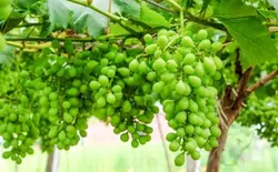 غوره تازه قزوین