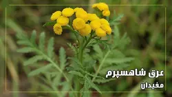 عرق شاه اسپرم
