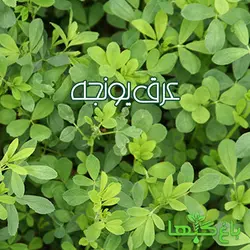 عرق یونجه  (حجم بطری 1 لیتر می باشد)