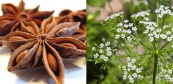 عرق آنیسون (حجم بطری 1 لیتر می باشد)