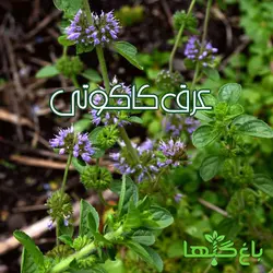 عرق کاکوتی  (حجم بطری 1 لیتر می باشد)